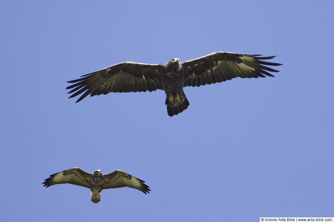 Golden Eagle, Steinadler, 
Aquila chrysaetos