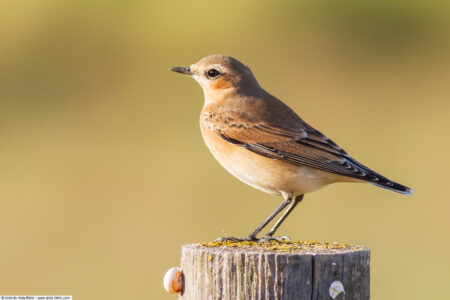 Northern wheatear