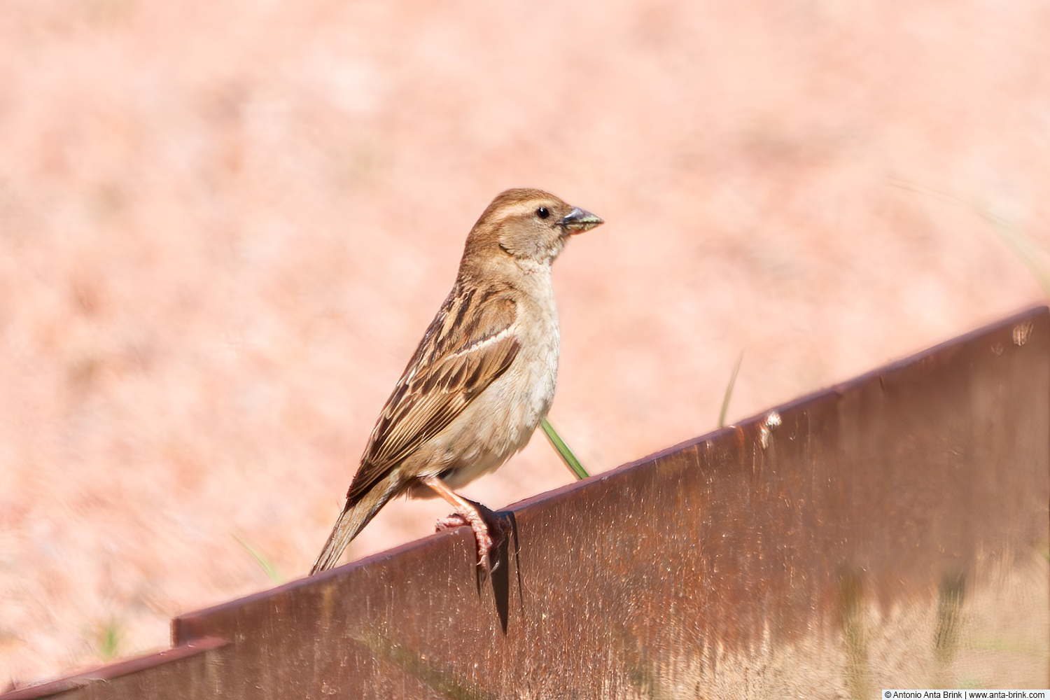 Rock sparrow, Petronia petronia, Steinsperling