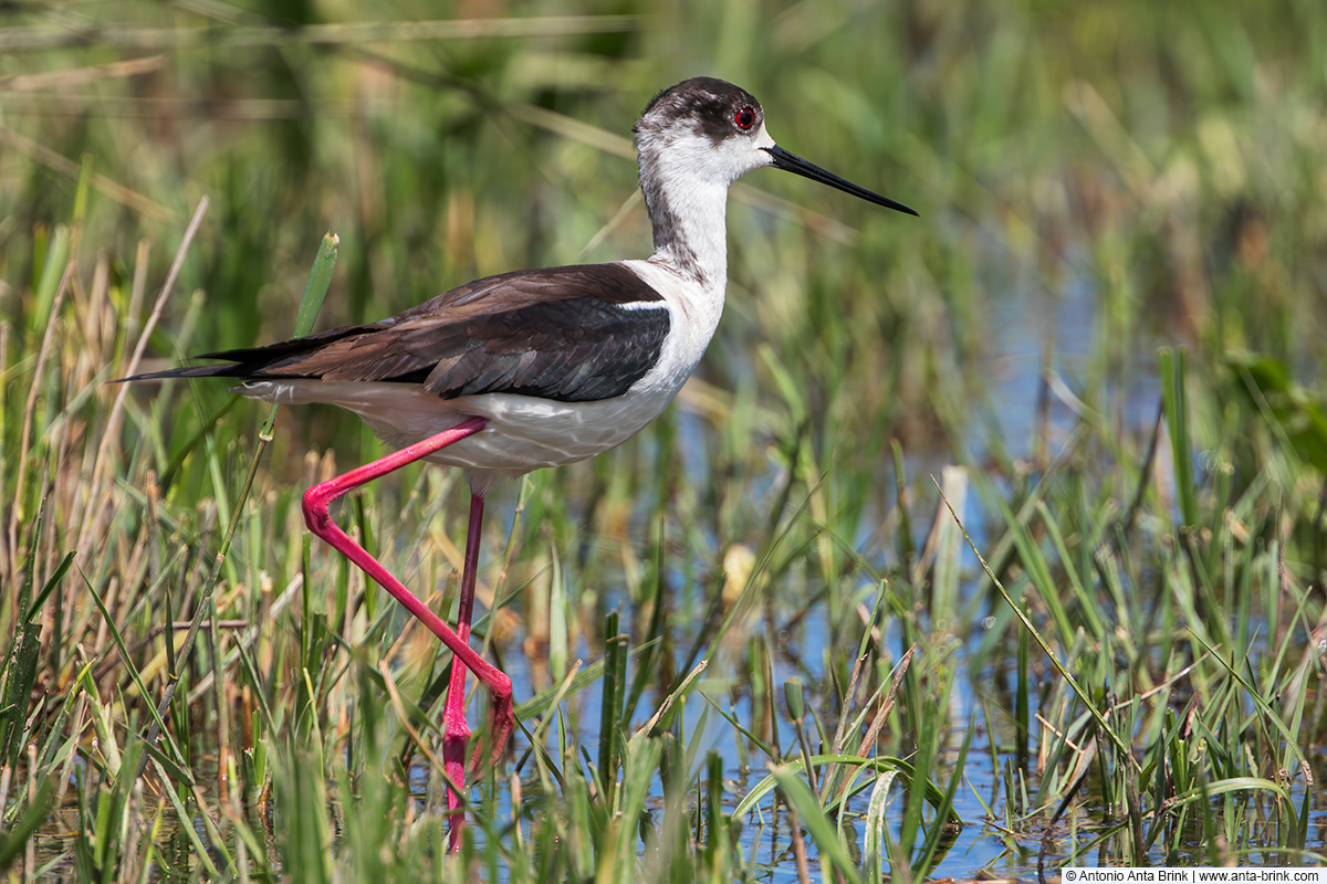 Black-winged stilt, Himantopus himantopus, Stelzenläufer