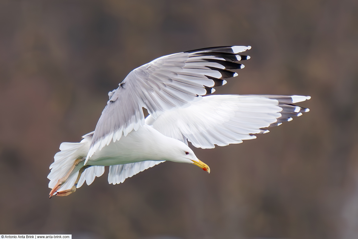 Caspian gull, Larus cachinnans, Steppenmöwe