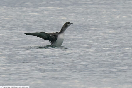 Red-throated loon