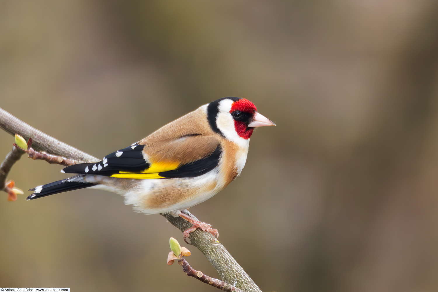 European goldfinch, Carduelis carduelis, Stieglitz