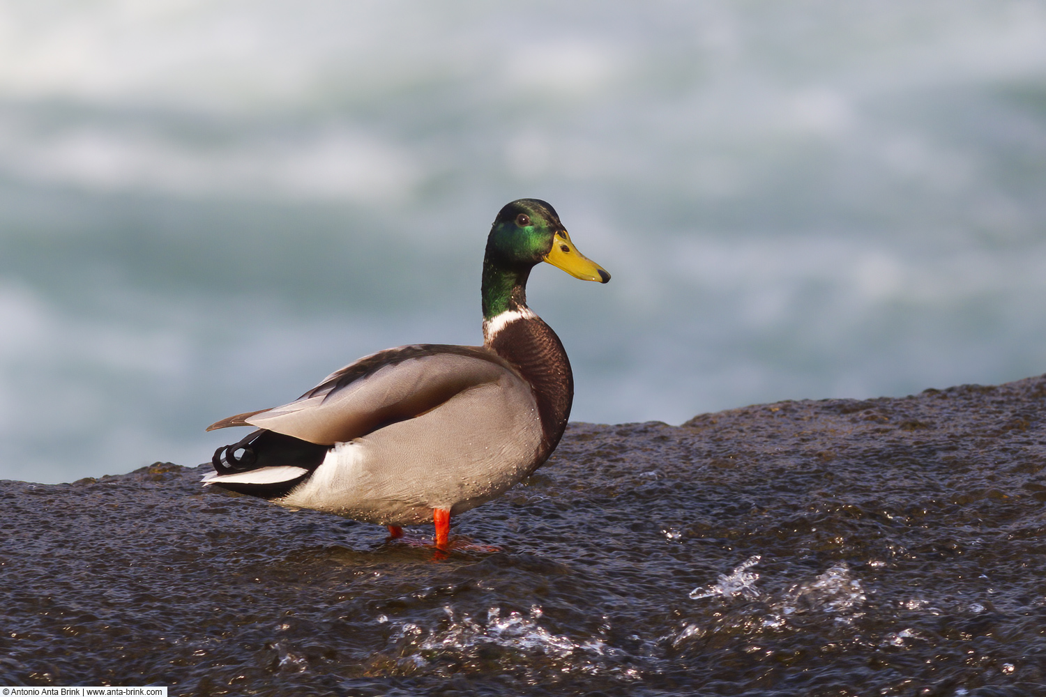 Mallard, Anas platyrhynchos, Stockente 