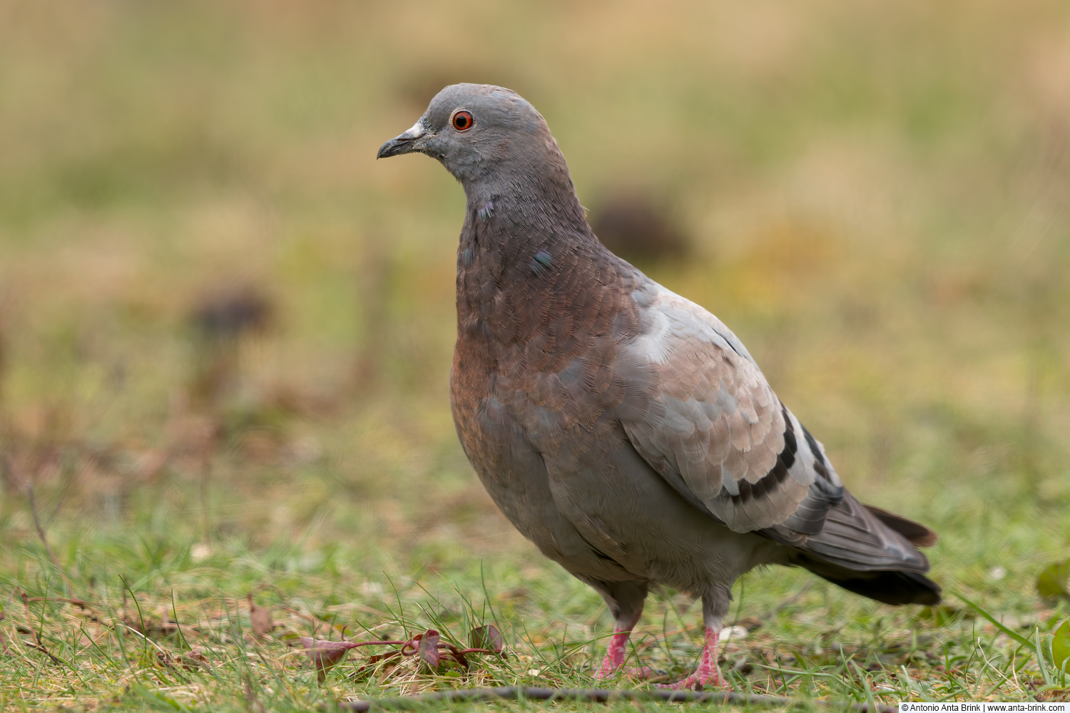 Feral pigeon, Columba livia domestica, 
Strassentaube