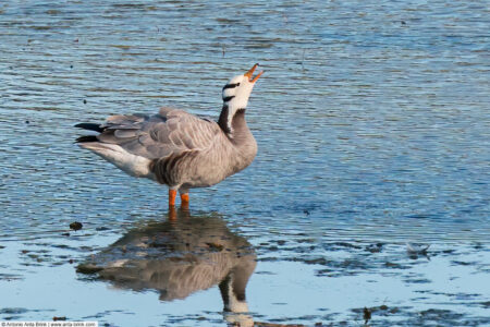 Bar-headed goose