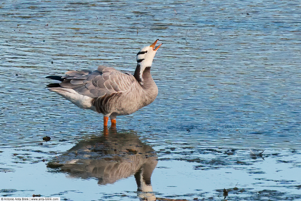 Bar-headed goose, Anser indicus, Streifengans