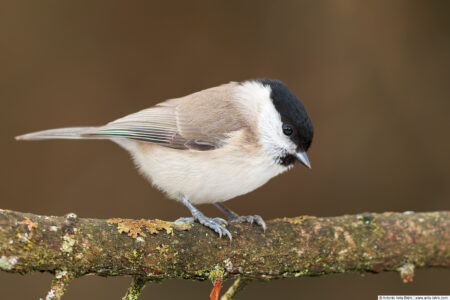 Marsh tit