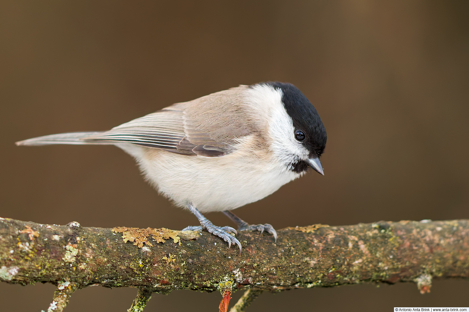 Marsh tit, Poecile palustris, Sumpfmeise 