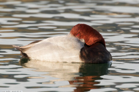 Common pochard