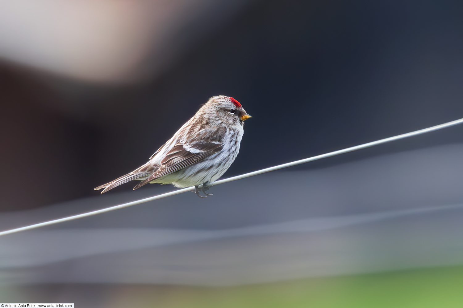 Common redpoll, Acanthis flammea, Taigabirkenzeisig