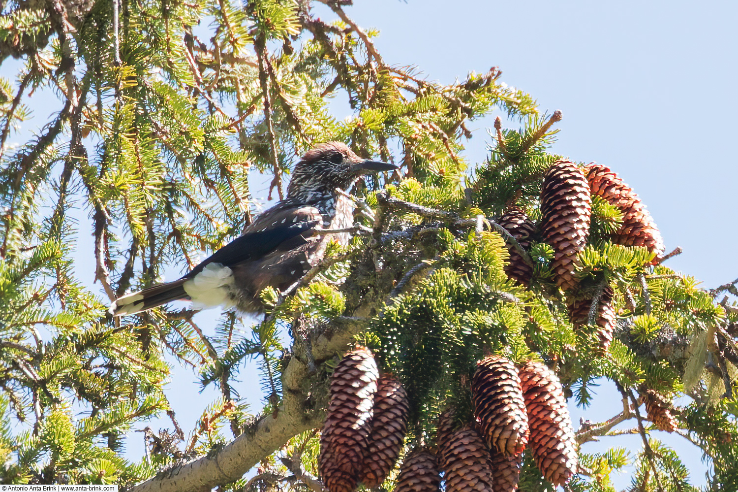 Spotted nutcracker, Nucifraga caryocatactes, Tannenhäher