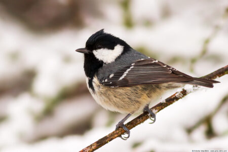 Coal tit