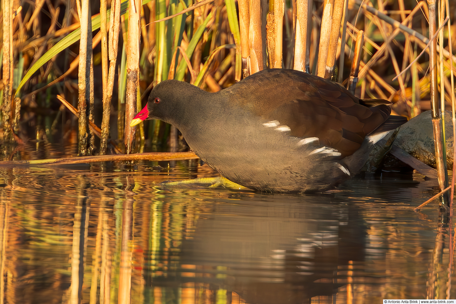 Common moorhen, Gallinula chloropus, Teichhuhn