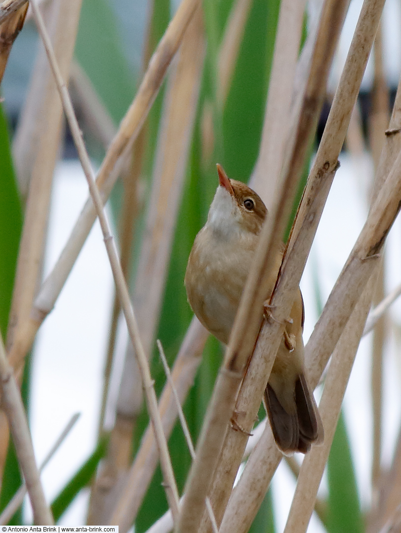 Common reed warbler, Acrocephalus scirpaceus, Teichrohrsänger