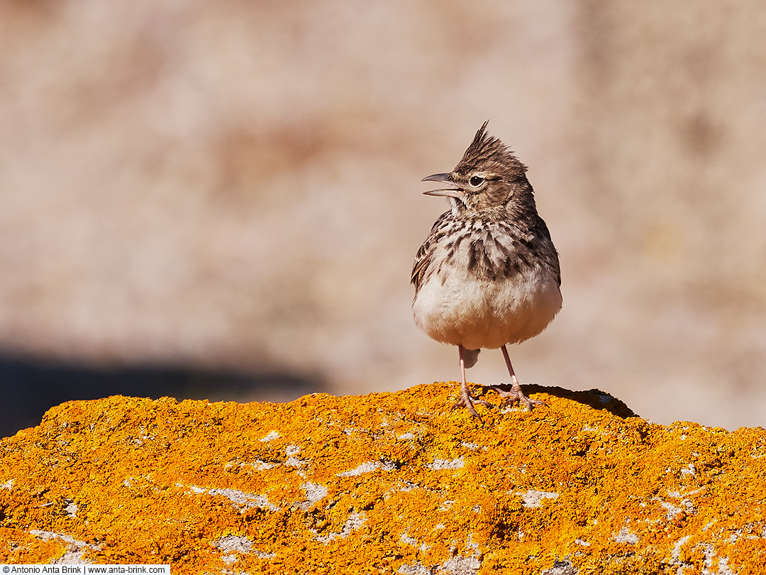 Thekla's lark, Galerida theklae, Theklalerche