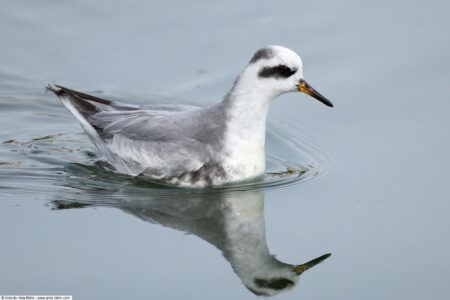 Red phalarope