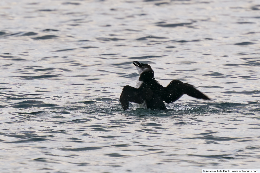 Razorbill, Tordalk, Alca torda