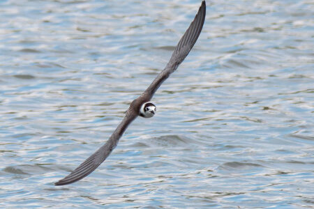 Black tern