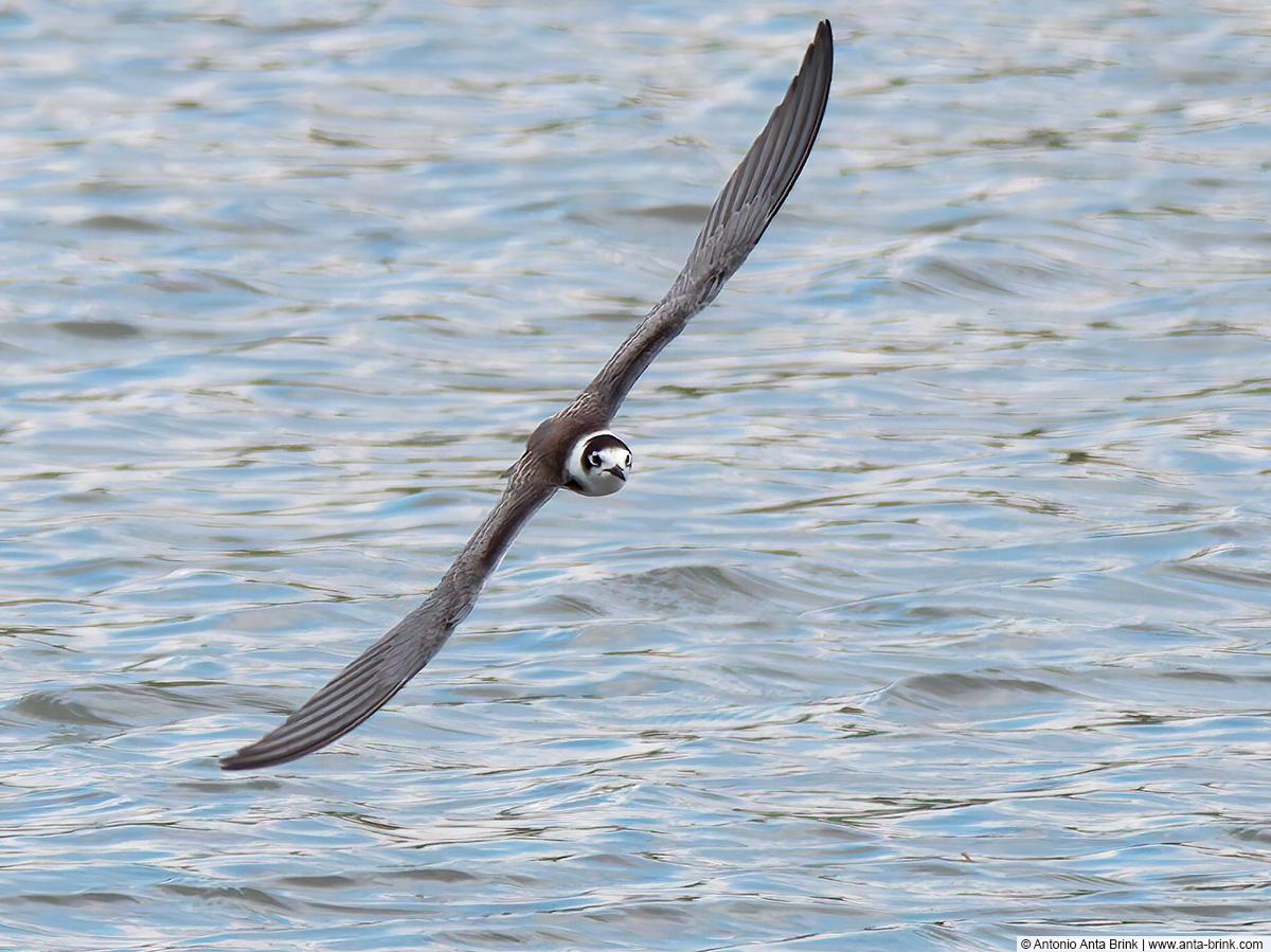 Black tern, Chlidonias niger, Trauerseeschwalbe