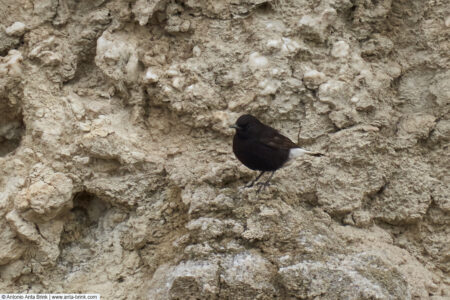 Black wheatear