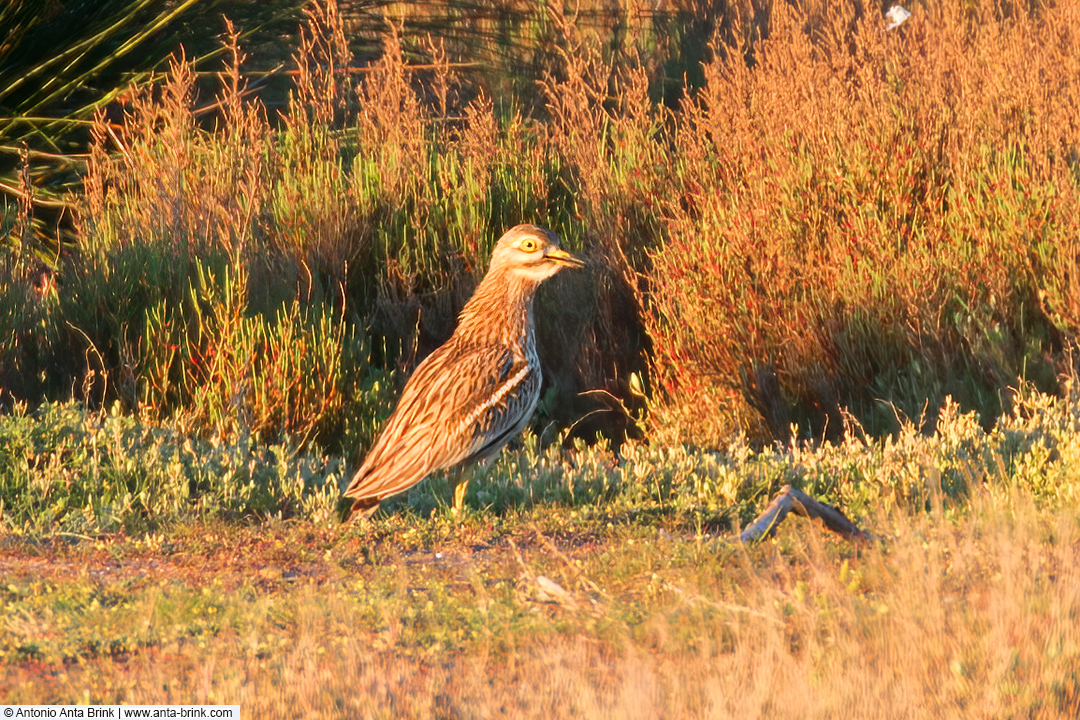 Eurasian stone-curlew, Burhinus oedicnemus, Triel 