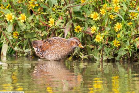 Spotted crake