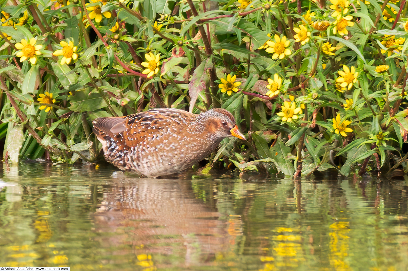 Spotted crake, Porzana porzana, Tüpfelsumpfhuhn