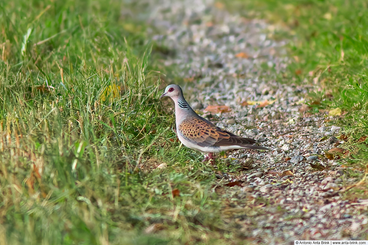 European turtle dove, Streptopelia turtur, Turteltaube