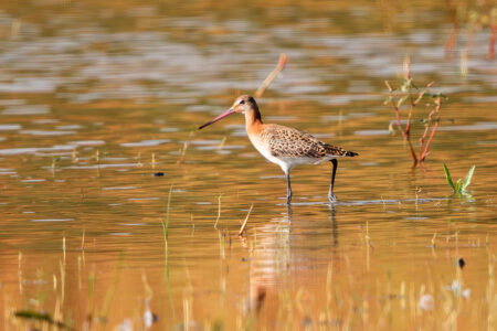 Black-tailed godwit