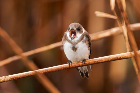 Sand martin