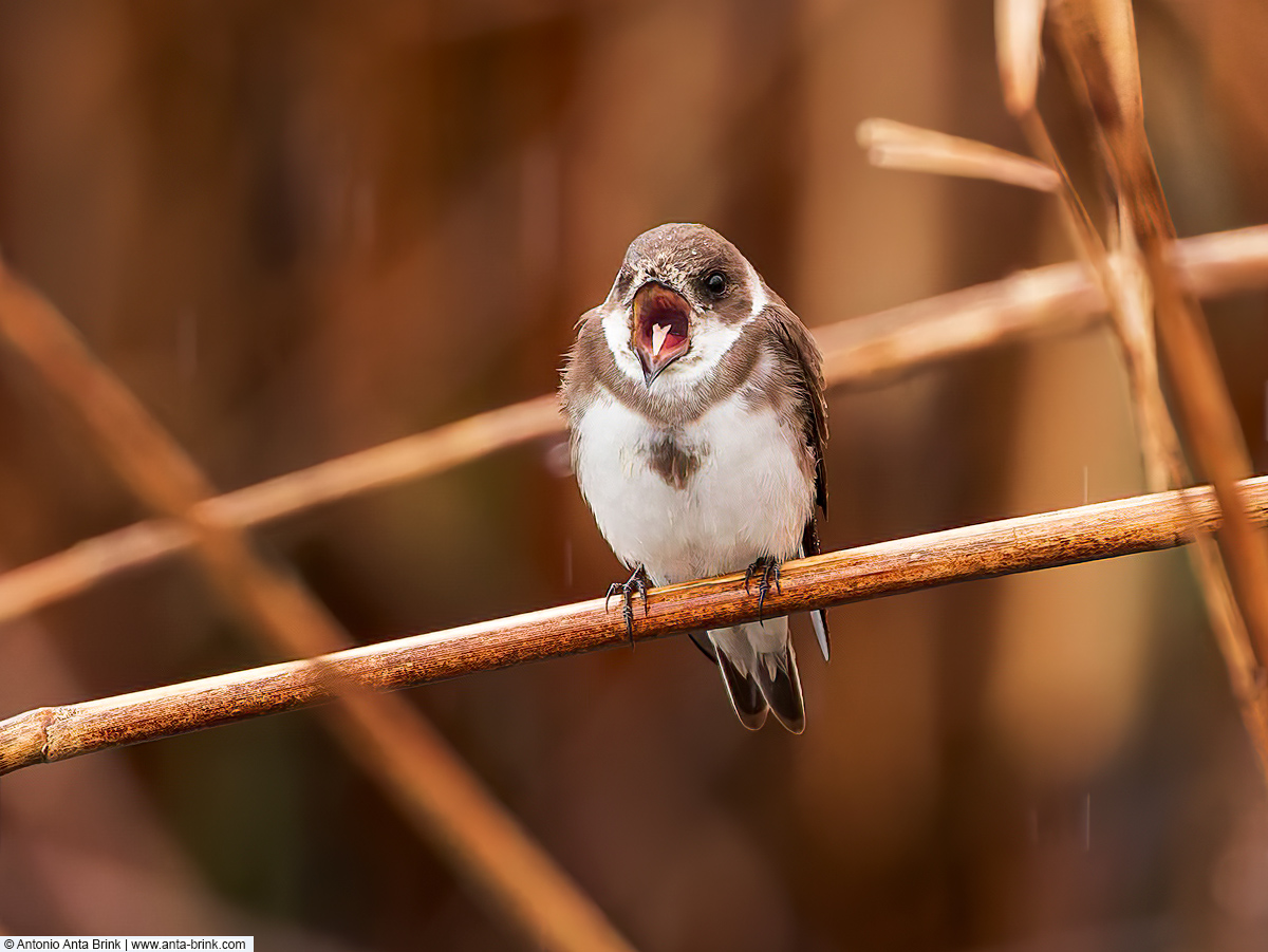 Sand martin, Riparia riparia, Uferschwalbe