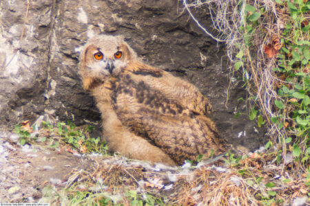 Eurasian eagle-owl