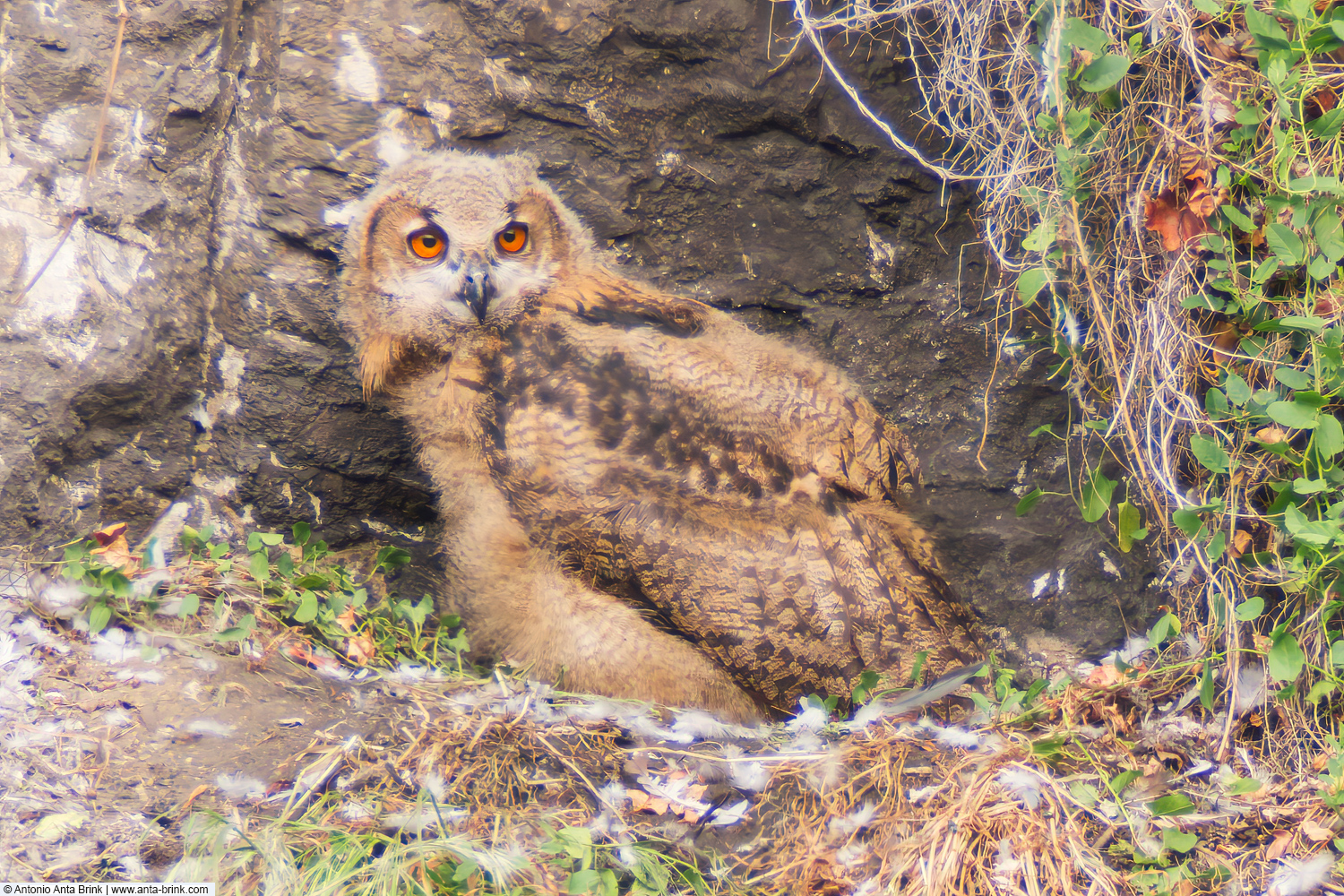 Eurasian eagle-owl, Bubo bubo, Uhu