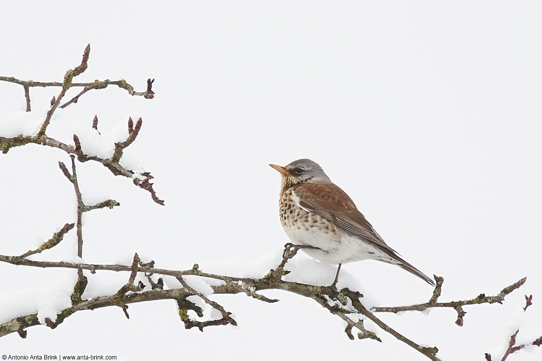 Fieldfare, Turdus pilaris, Wacholderdrossel