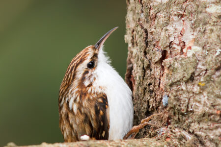 Eurasian treecreeper