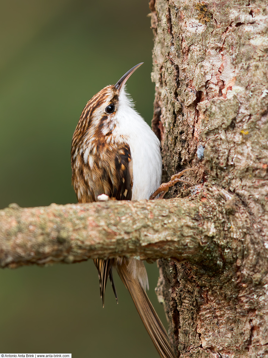 Eurasian treecreeper, Certhia familiaris, Waldbaumläufer