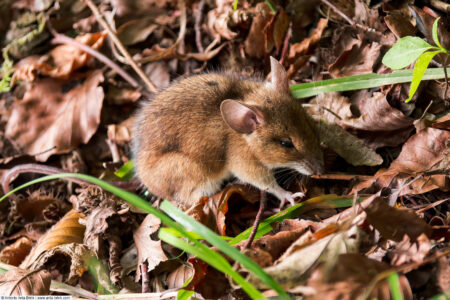 Wood mouse