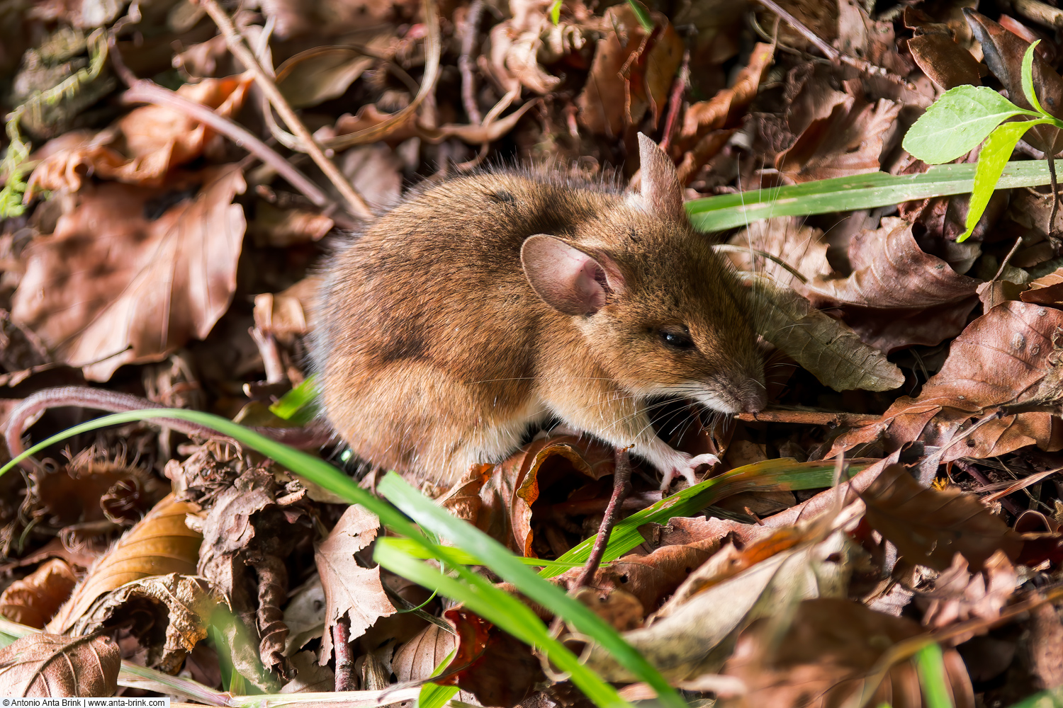 Wood mouse, Waldmaus, Apodemus sylvaticus