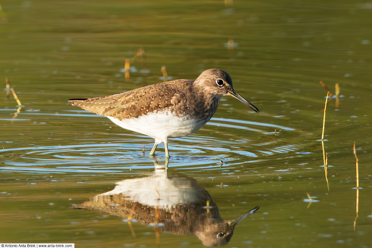 Green sandpiper, Tringa ochropus, Waldwasserläufer