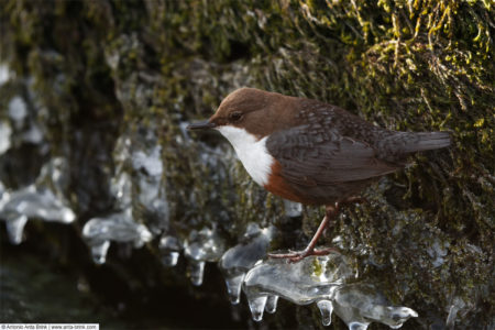 White-throated dipper