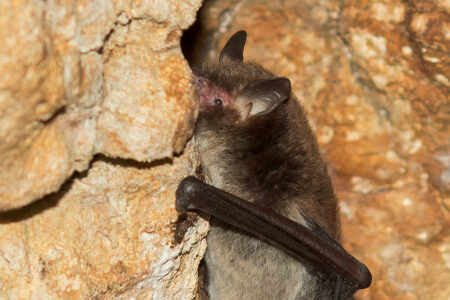 Daubenton’s bat