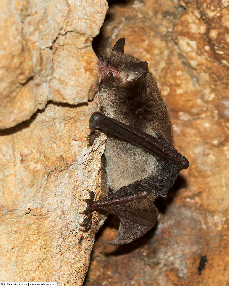 Daubenton's bat, Myotis daubentonii, Wasserfledermaus