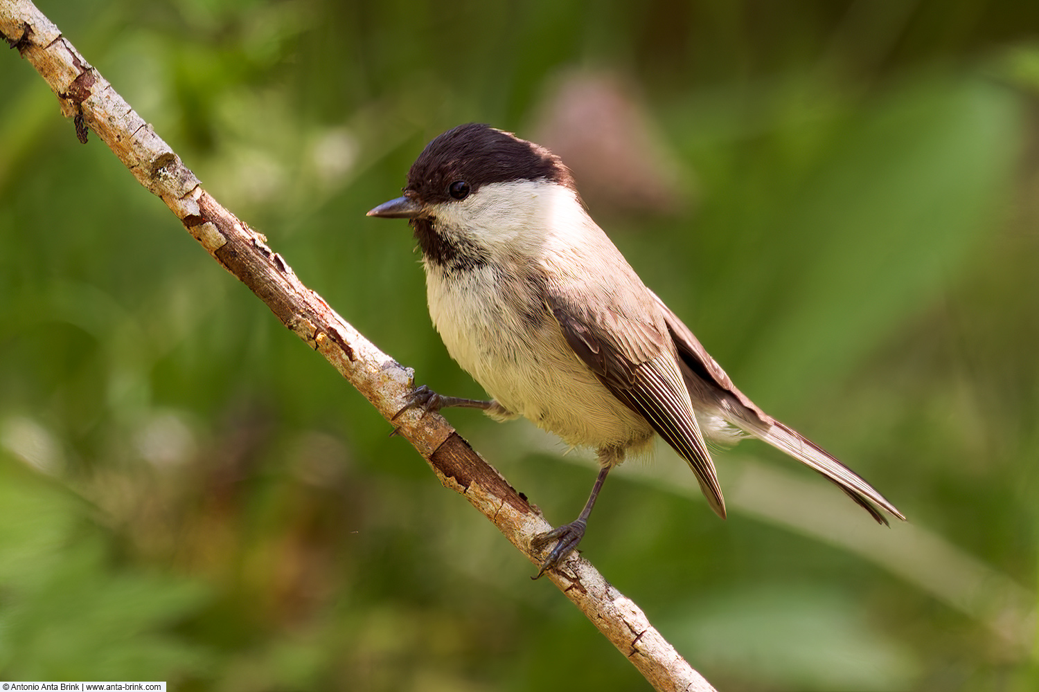 Willow tit, Poecile montanus, Weidenmeise