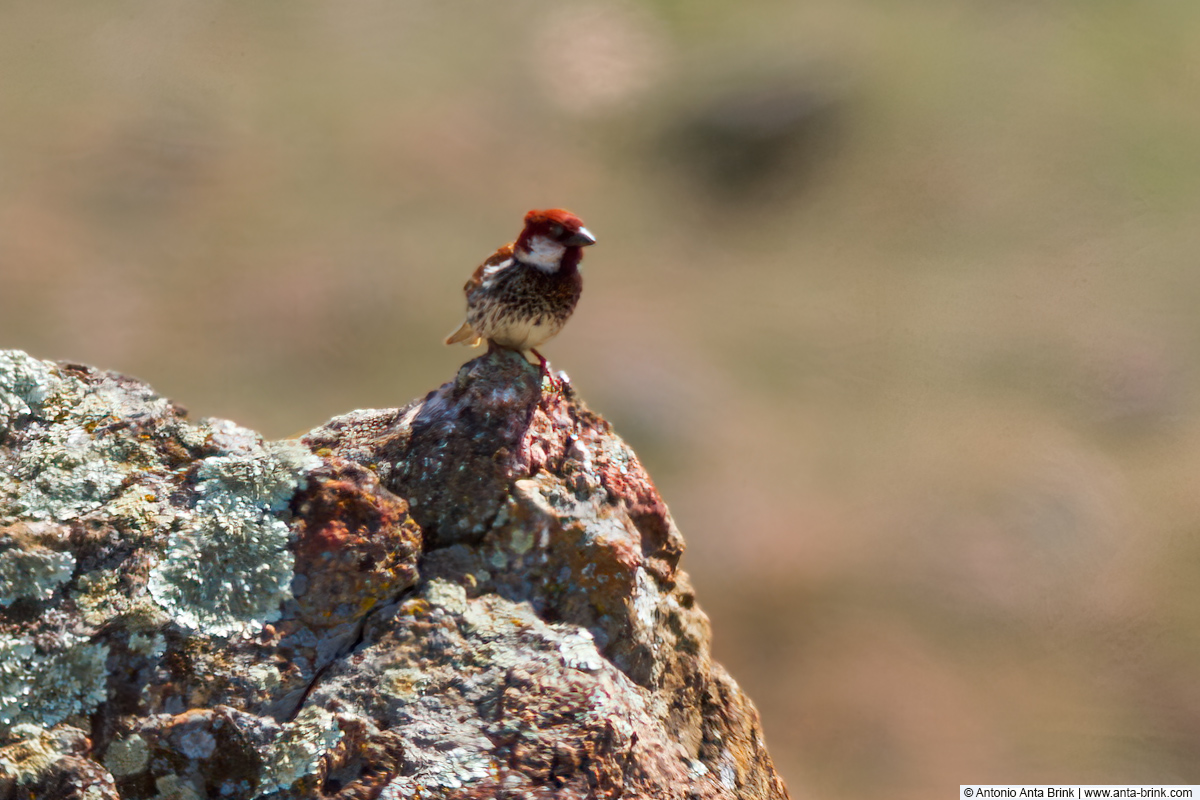 Spanish sparrow, 
Passer hispaniolensis, Weidensperling