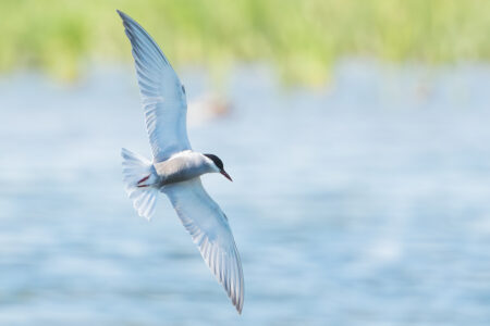 Whiskered tern