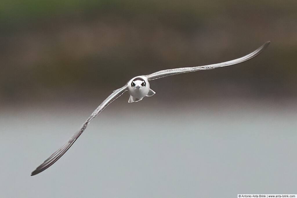 White-winged tern in winter plumage