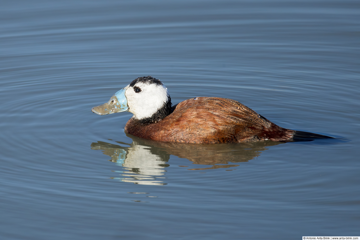 White-headed duck, Oxyura leucocephala, Weisskopfruderente, 