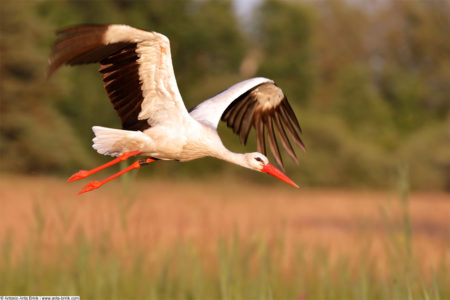 White stork