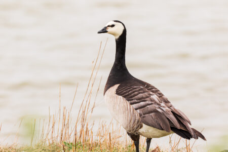 Barnacle goose